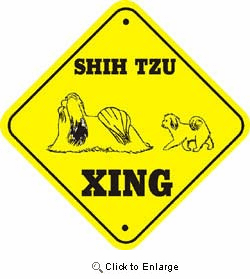 Shih Tzu Crossing