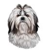 Shih Tzu Decal Window Sticker