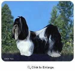 Shih Tzu Mousepad