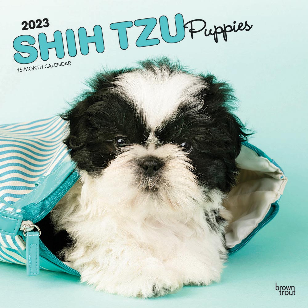 How Much Do Shih Tzu Puppies Cost Without Papers