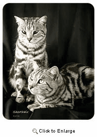 Shorthair Cat Coasters