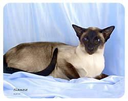 Siamese Cat Coasters