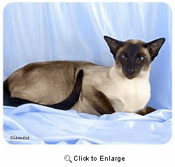 Siamese Cat Mousepad