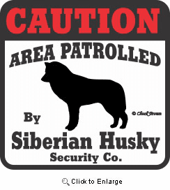 Siberian Husky Bumper Sticker Caution