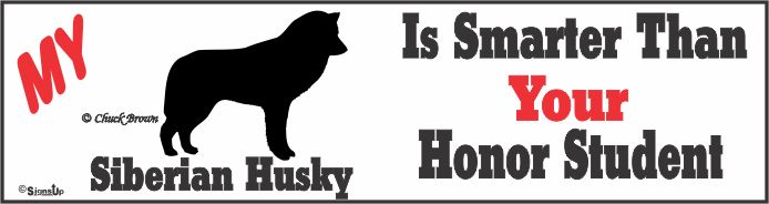 Siberian Husky Bumper Sticker Honor Student