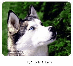 Siberian Husky Coasters