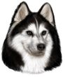 Siberian Husky Decal Window Sticker