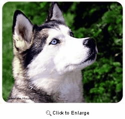 Siberian Husky Mousepad