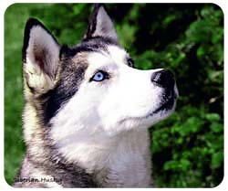 Siberian Husky Mousepad