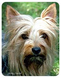 Silky Terrier Coasters