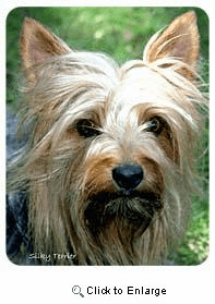Silky Terrier Coasters