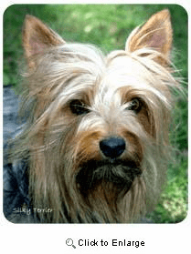 Silky Terrier Mousepad