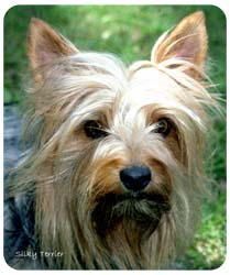 Silky Terrier Mousepad