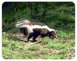 Skunk Coasters