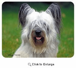 Skye Terrier Coasters