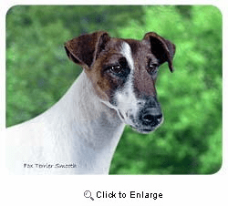 Smooth Fox Terrier Coasters