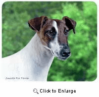 Smooth Fox Terrier Mousepad