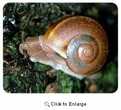 Snail Coasters