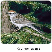 Sparrow Mousepad