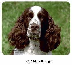 Springer Spaniel Coasters
