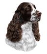 Springer Spaniel Decal Window Sticker