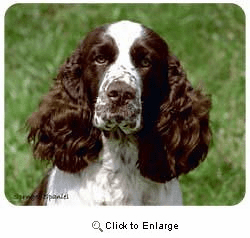 Springer Spaniel Mousepad