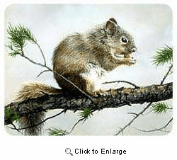 Squirrel Coasters