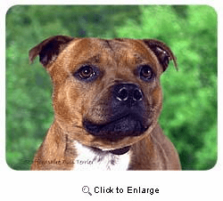 Staffordshire Bull Terrier Coasters