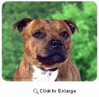 Staffordshire Bull Terrier Mousepad
