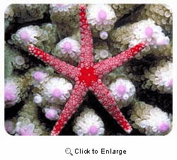 Starfish Coasters