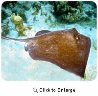 Stingray Mousepad