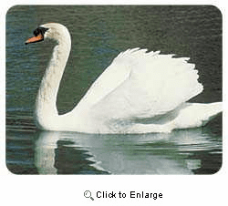 Swan Coasters