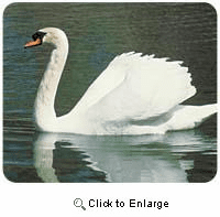 Swan Mousepad