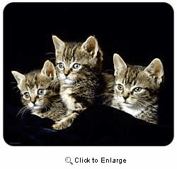 Tabby Cat Mousepad