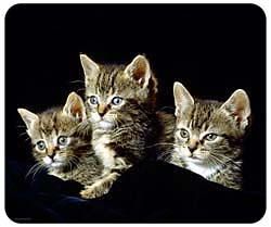 Tabby Cat Mousepad