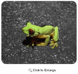 Tree Frog Mousepad