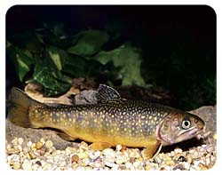 Trout Coasters