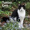 Tuxedo Cats Calendar 2024|Animal Den