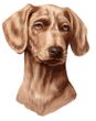 Vizsla Decal Window Sticker