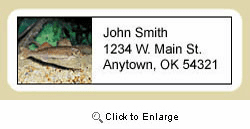 Walleye Address Labels