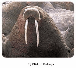 Walrus Coasters