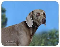 Weimaraner Coasters