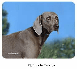 Weimaraner Coasters