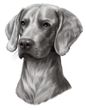 Weimaraner Decal Window Sticker