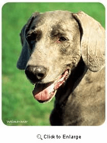 Weimaraner Mousepad