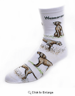 Weimaraner Socks Poses 2