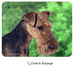 Welsh Terrier Coasters