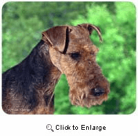 Welsh Terrier Mousepad