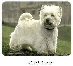 West Highland Terrier Coasters
