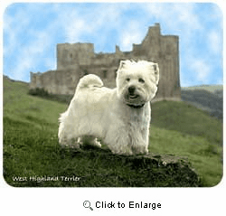 West Highland Terrier Mousepad